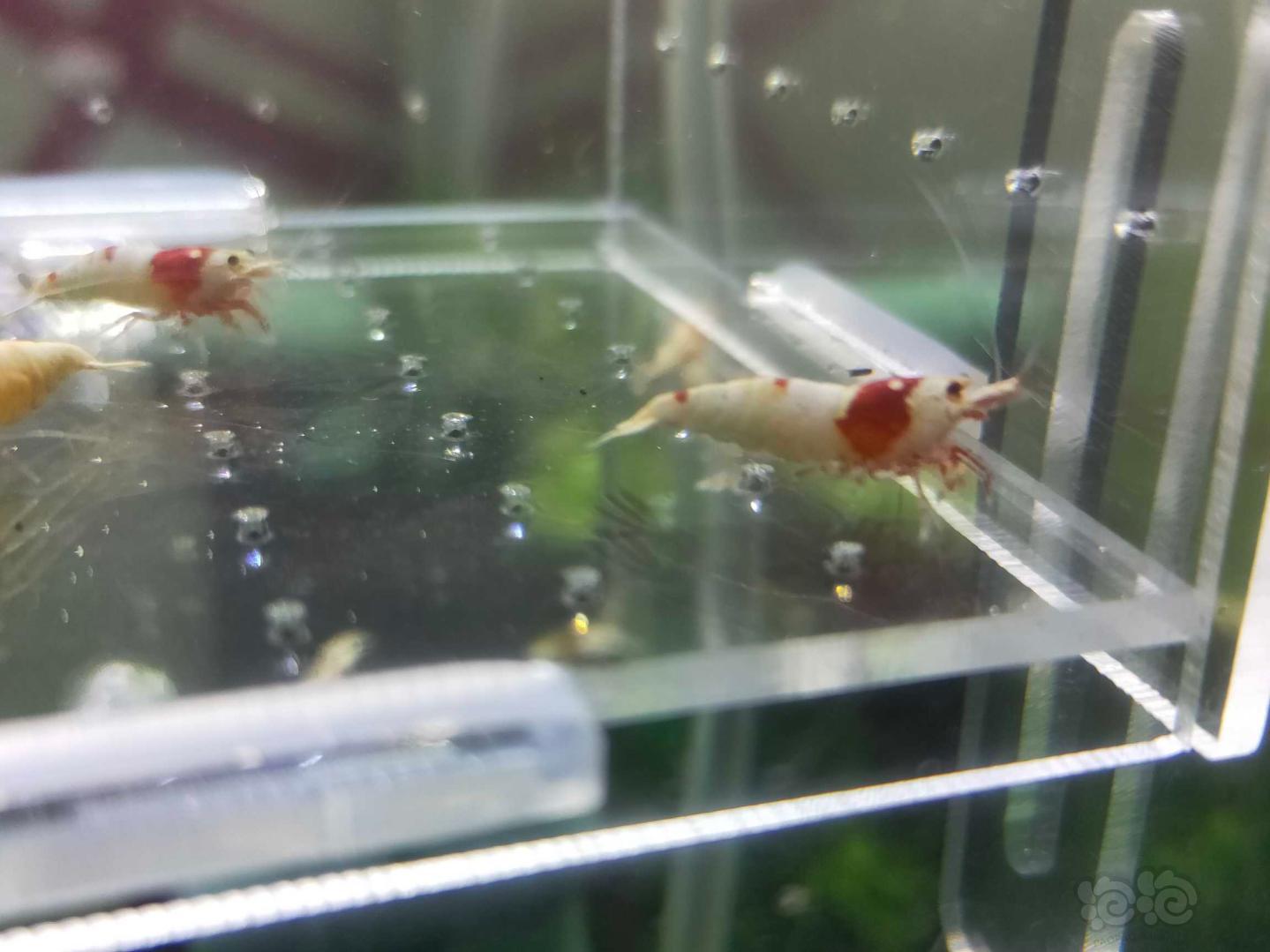 【虾】2019-08-27#RMB拍卖红白水晶虾4只-图2