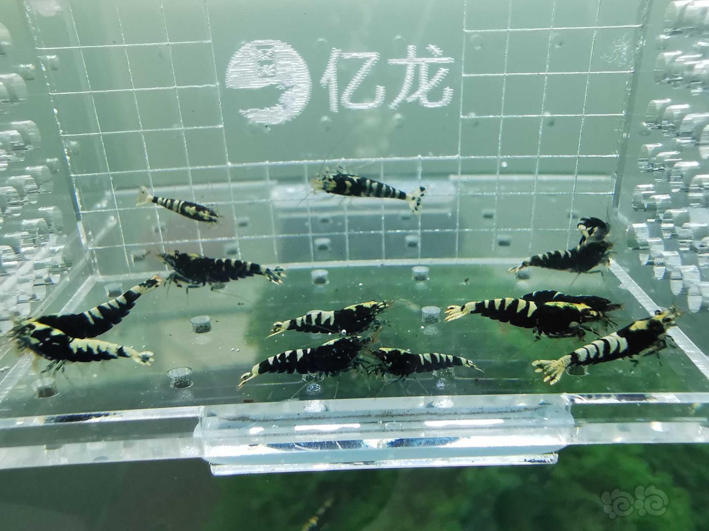 【虾】2019-08-24#RMB拍卖黑色银河鱼骨一份15只-图1