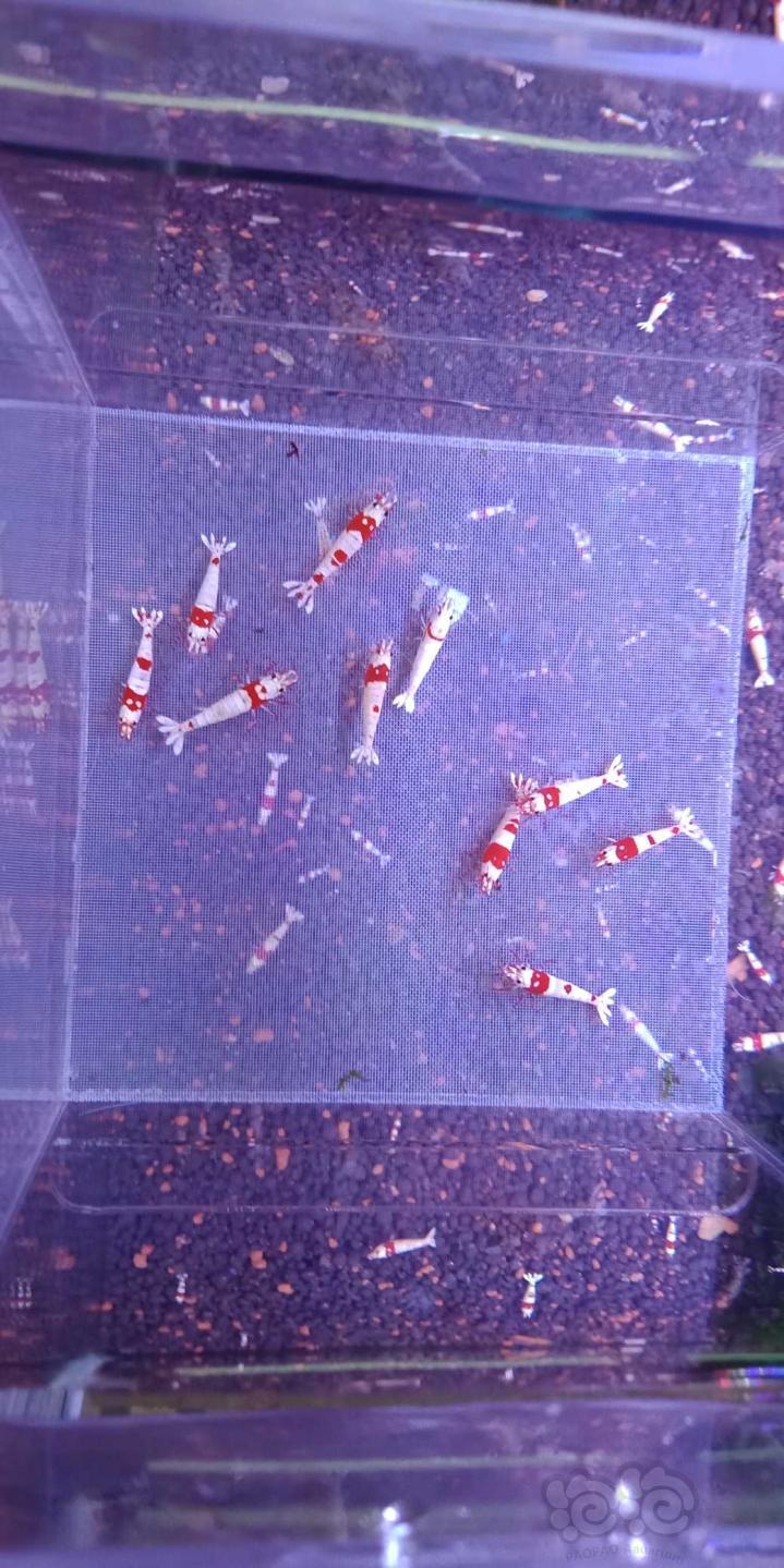【虾】2019-08-19#RMB拍卖纯系红白水晶虾一份10只-图6