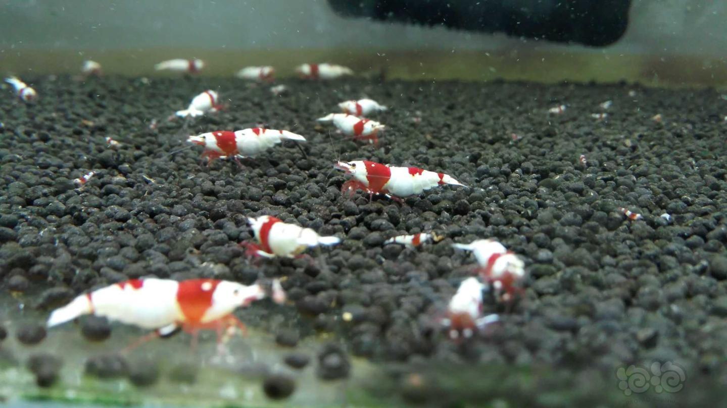 晒晒红白水晶虾-图1