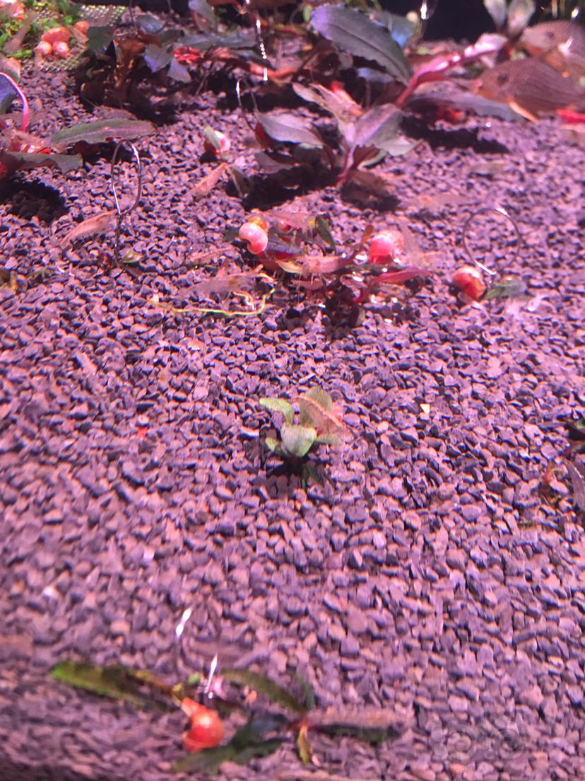 换了p土这个是jbl熔岩砂吗 黑色版的 怎么和论坛大神的不一样 泡泡水族