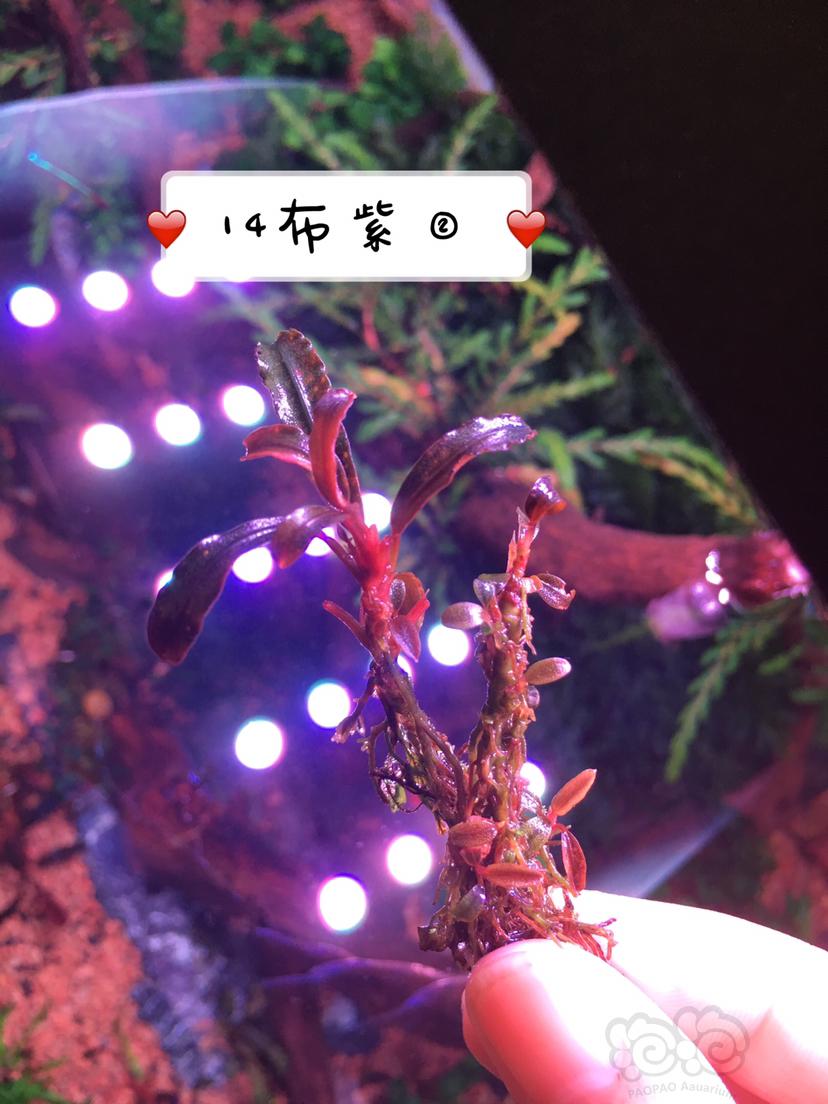【辣椒榕】出迷你榕，辣椒榕和不锈钢反应瓶-图7