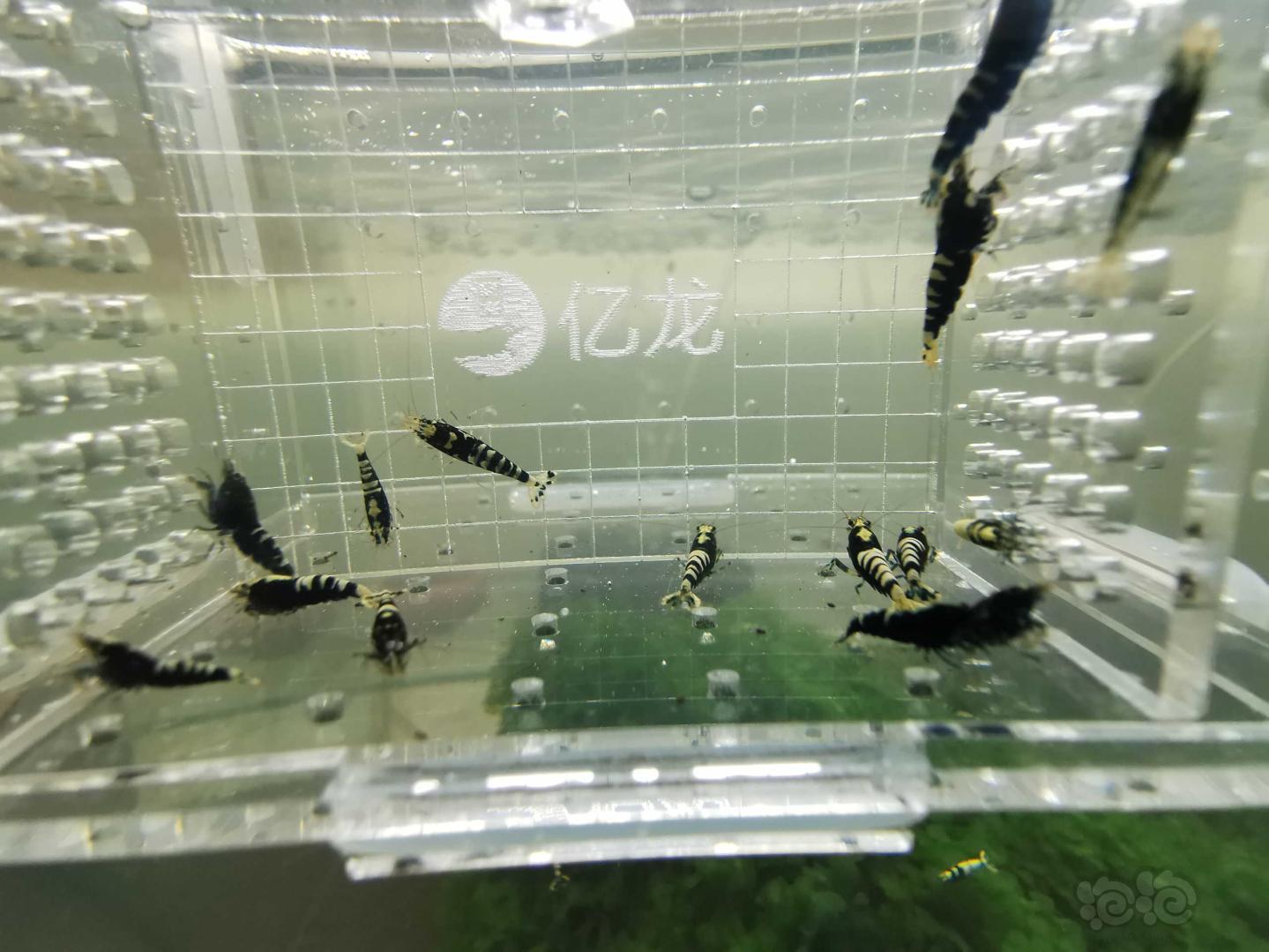 【虾】2019-08-24#RMB拍卖黑色银河鱼骨一份15只-图4