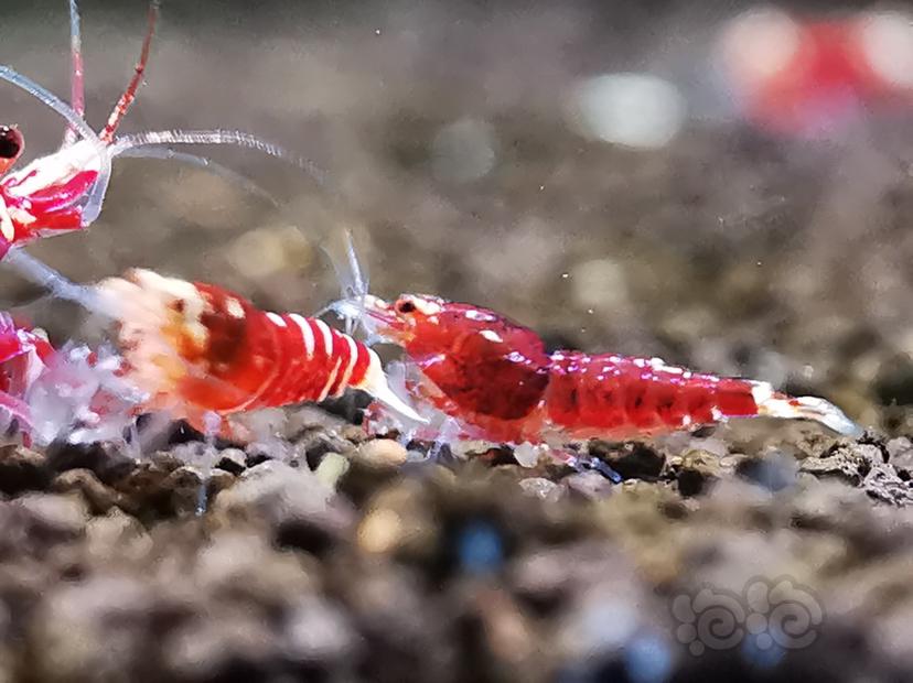 【虾】2019-08-06#RMB拍卖金属红幼虾一份4只。-图2
