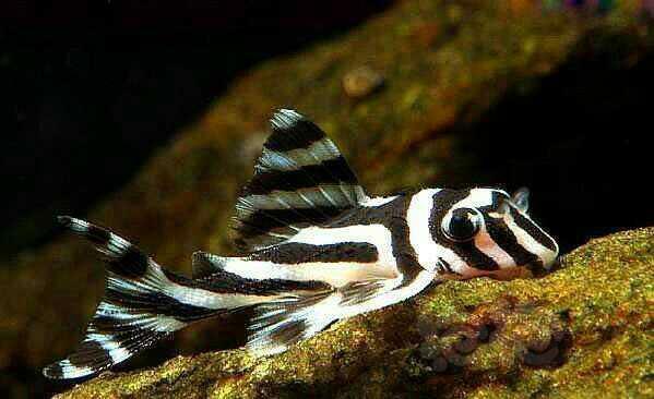 熊猫异型鱼的身体呈流线型,全身交织着美丽如斑马的黑白条纹,在鳍部