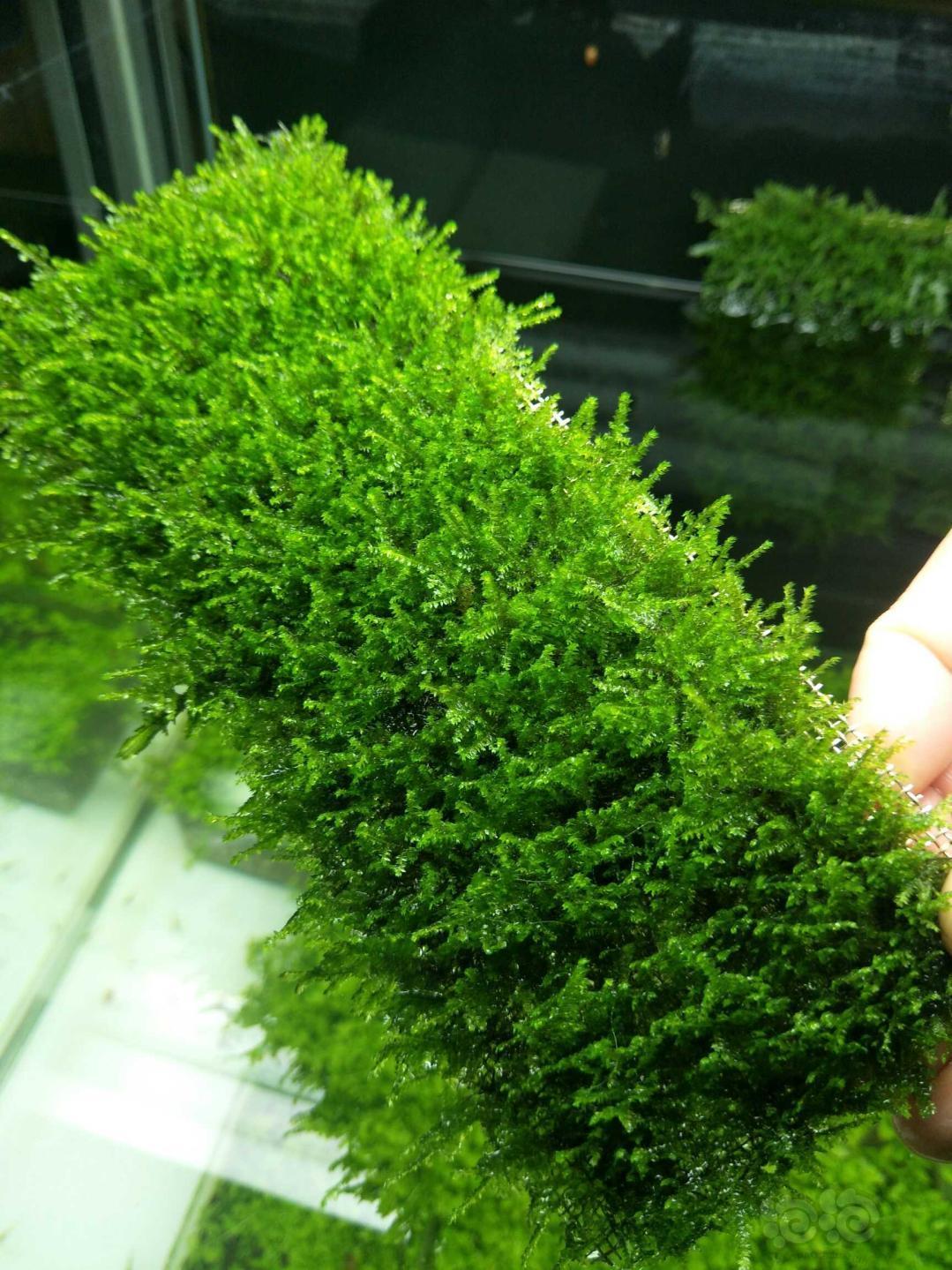 正宗丹麦红玫瑰松茸莫斯小三角莫斯