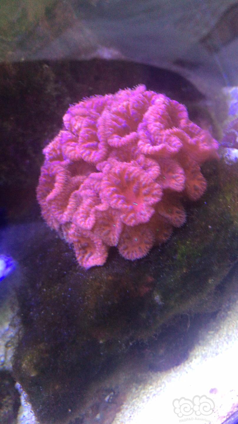 请问大神这都是什么珊瑚 想入手下 求指导 谢谢-图1