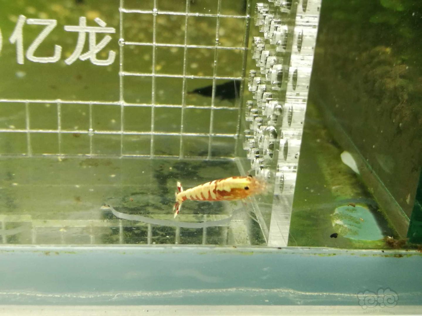 【虾】2019-09-14#RMB拍卖#红银河鱼骨水晶虾一份3只-图5