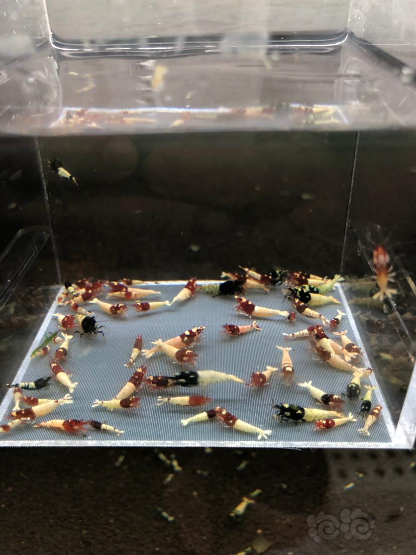 【虾】2019-09-04#RMB拍卖姘头洞头水晶虾一份60只-图1