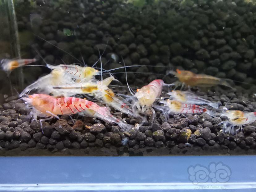 【虾】2019-09-12#RMB拍卖#金眼红虎纹水晶虾6只-图7