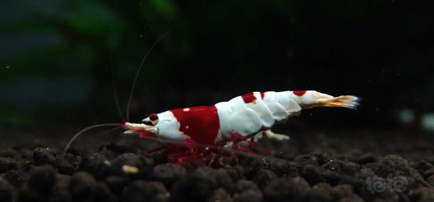 红脚公虾-图1