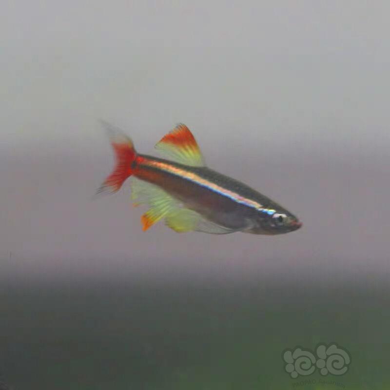 【热带鱼】出售瑰丽金丝-图2
