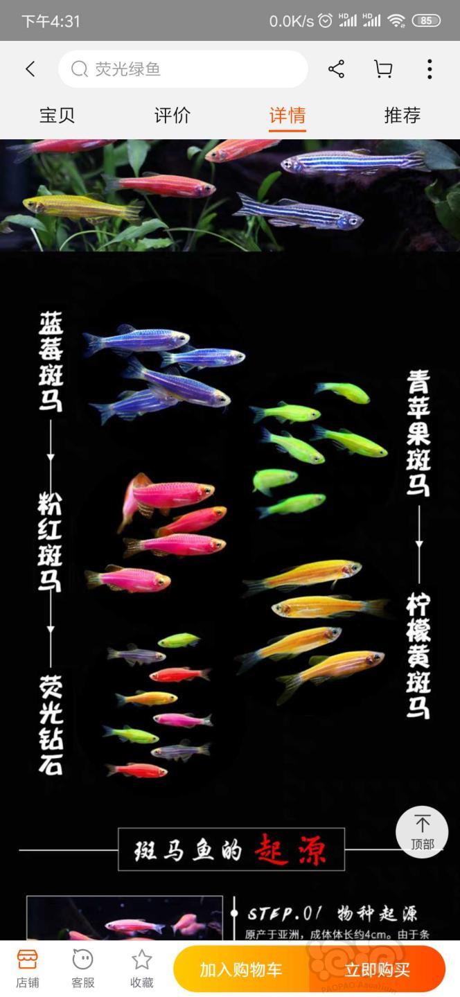 【灯科鱼】斑马鱼是可以染色的么？-图1