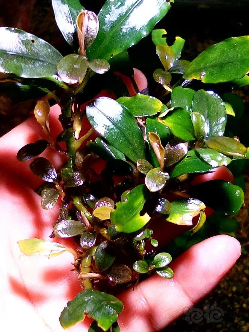 出一堆练手辣椒榕