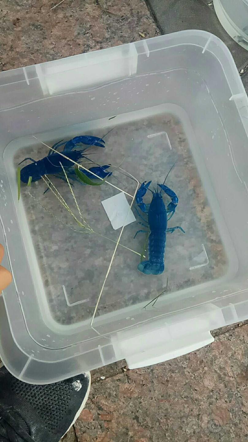 出天空蓝魔鳌虾苗