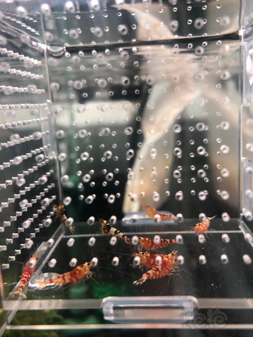 【虾】2019-09-24#RMB拍卖#黑/红花虎水晶虾一份9只（7红、2黑）-图3
