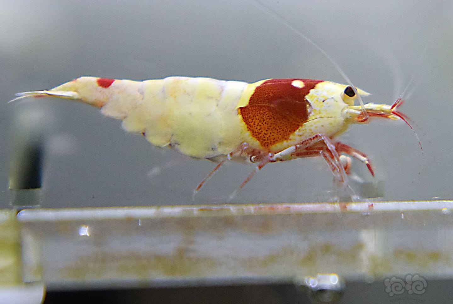 【虾】2019-09-21#RMB拍卖#红白水晶虾一份2只-图3