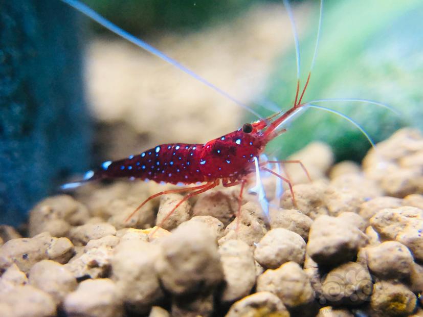 苏拉威西苏虾白袜