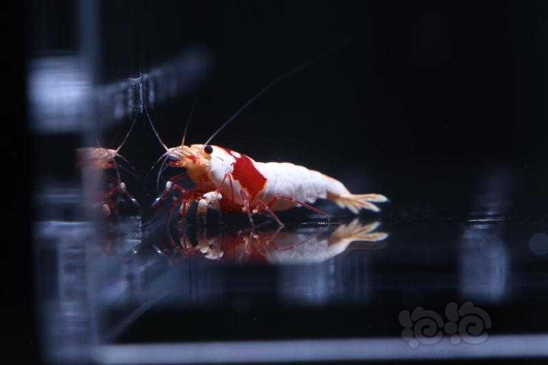 【虾】2019-9-26#RMB拍卖红白水晶虾-1-图2