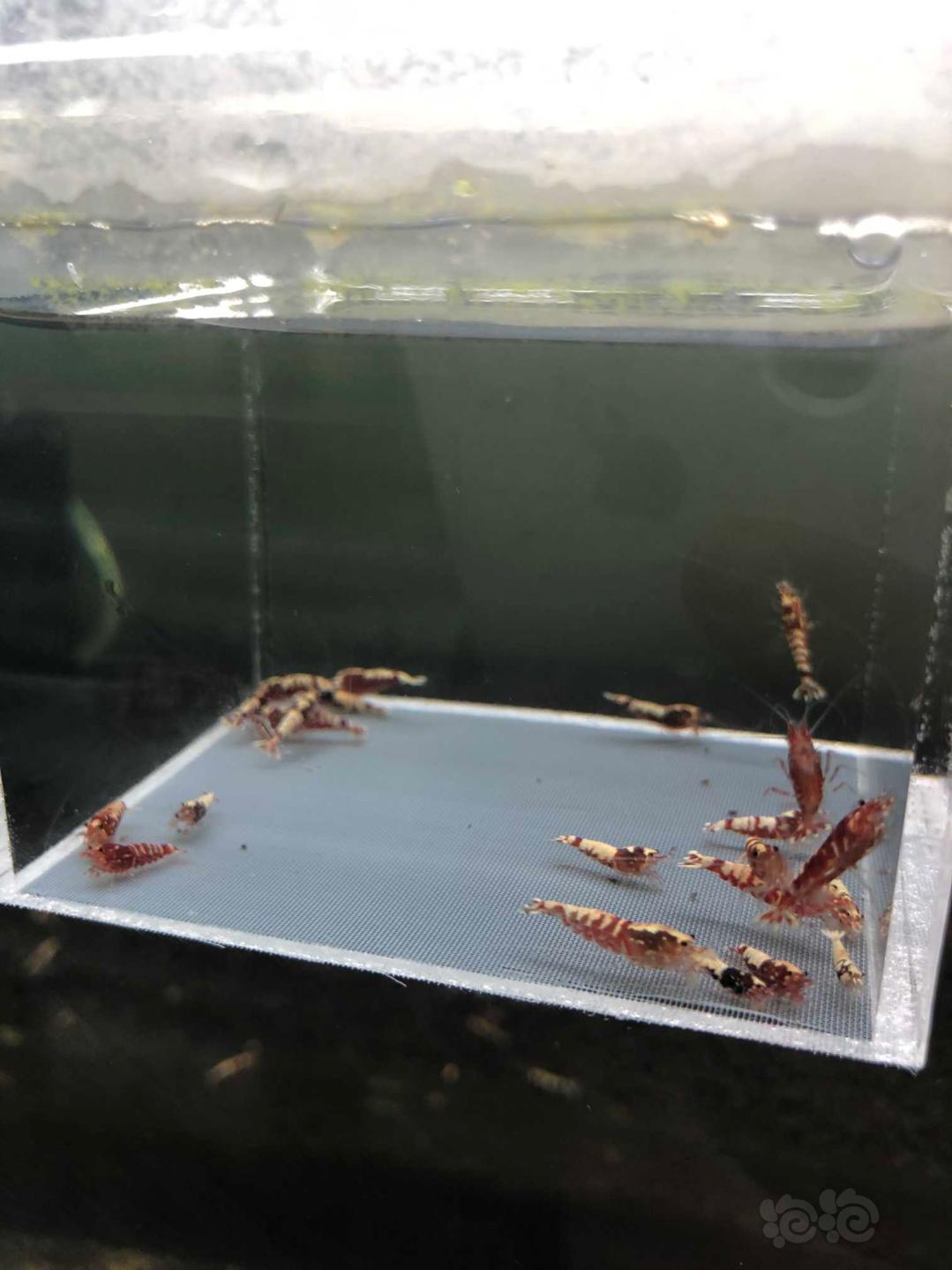 【虾】2019-09-06#RMB拍卖红银河水晶虾一份21只-图3
