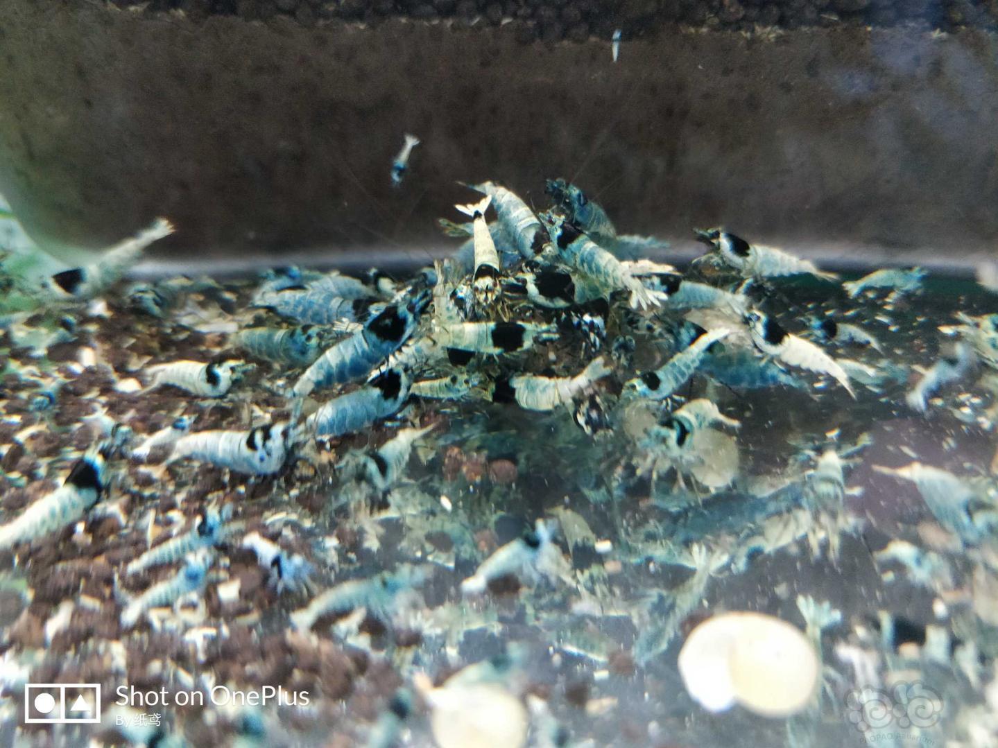 【水晶虾】出水晶虾和细叶铁 黑金刚 红洞头 蓝区花头-图3
