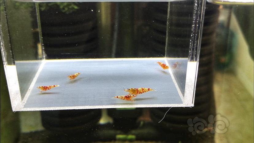 【虾】2019-09-01#RMB拍卖红花虎水晶虾-1-图1
