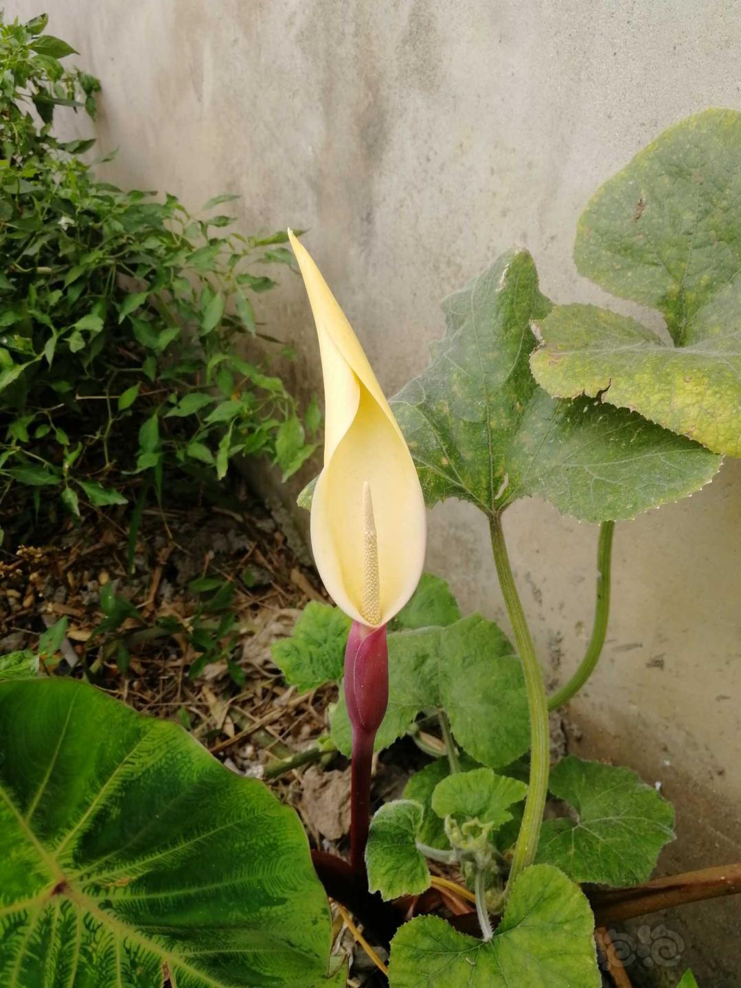 芋头开花了请欣赏