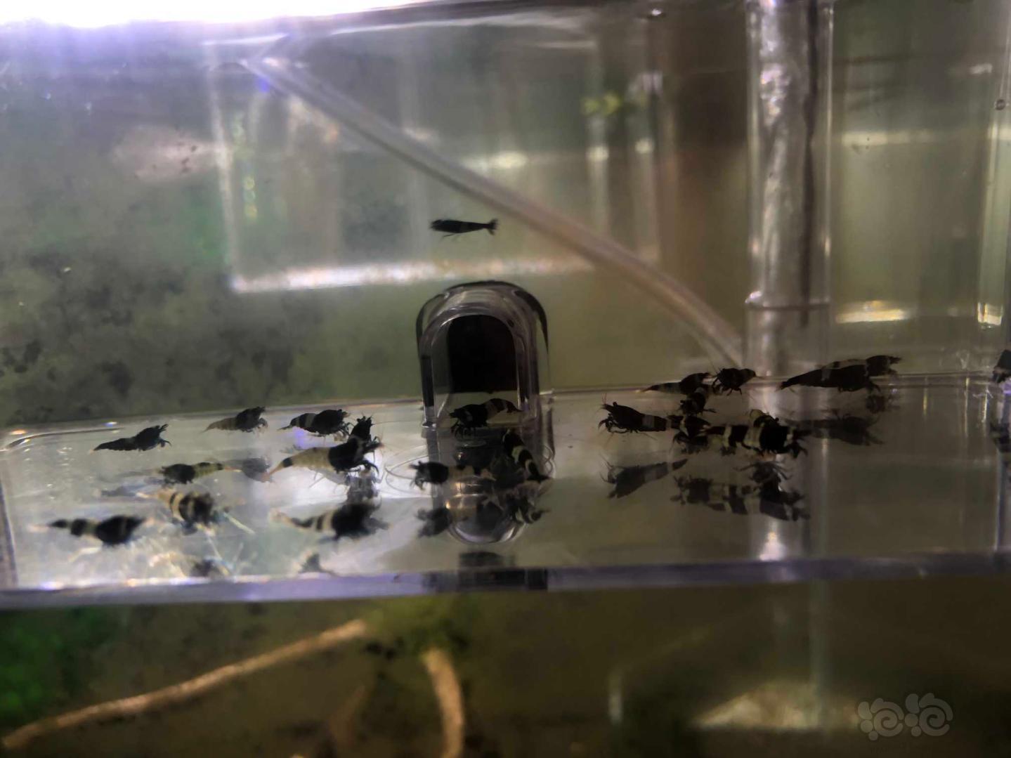 【虾】2019-09-07#RMB拍卖蓝化黑金刚水晶虾28只-图3