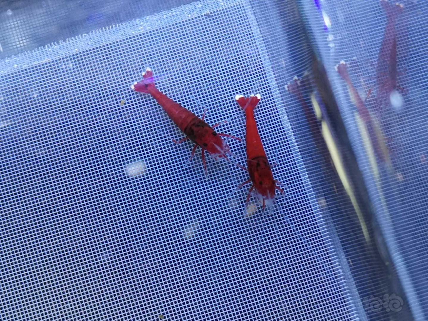 【虾】2019-9-29#RMB拍卖全红红钻水晶虾一份10只-图9