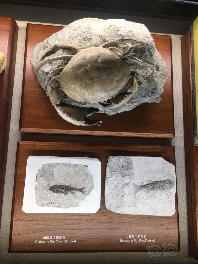 自然博物馆里的鱼蟹贝壳化石-图1