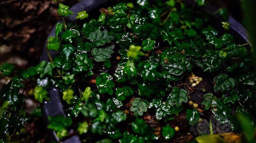 出点雨林迷你植物掌叶霹雳