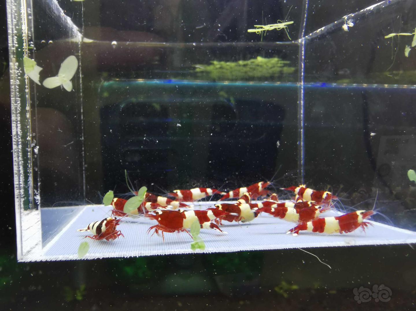 【虾】2019-09-08#RMB拍卖#酒红水晶虾一份16只-图4