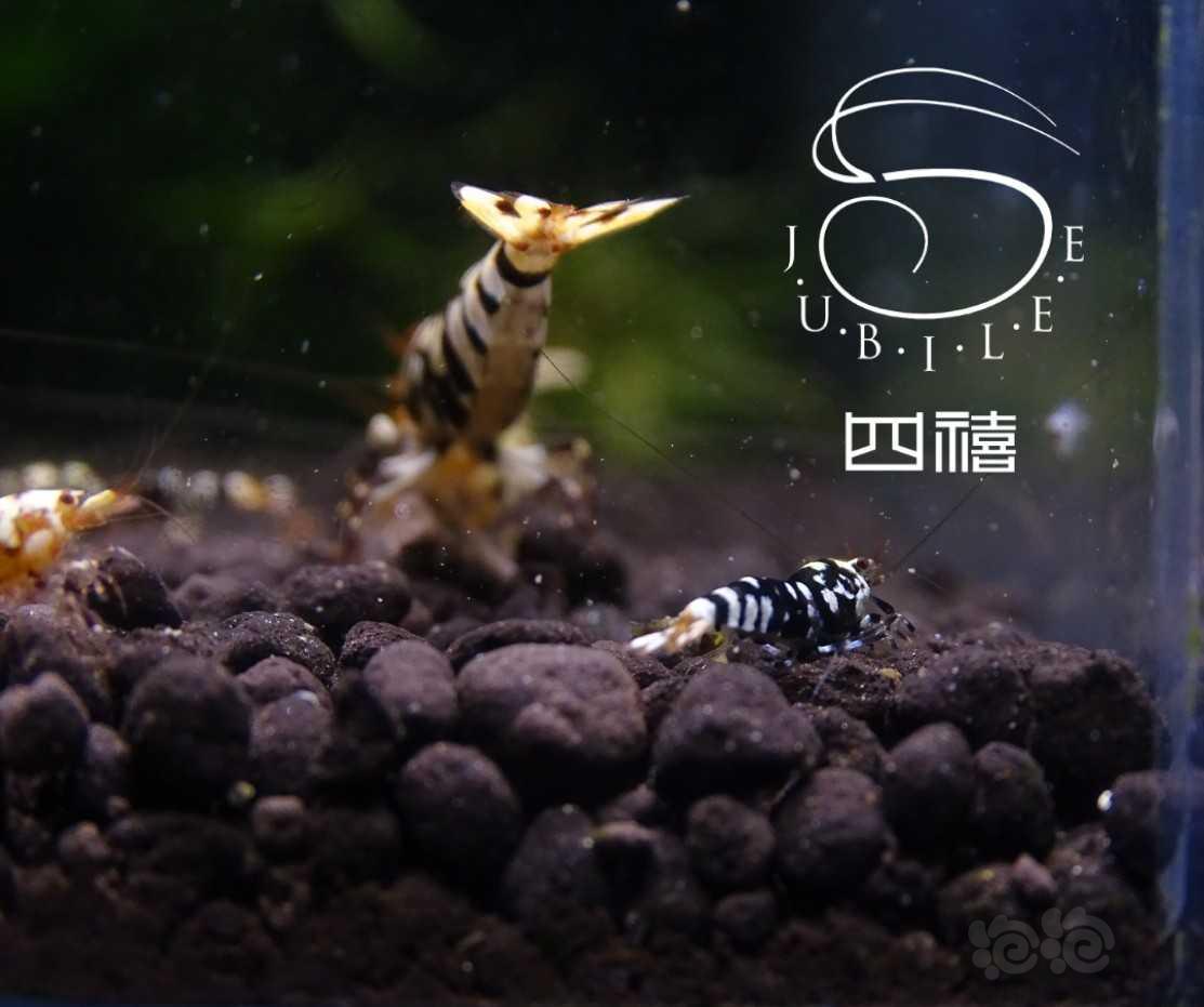 【虾】2019-9-21#RMB拍卖黑花虎水晶虾幼虾两只-图3