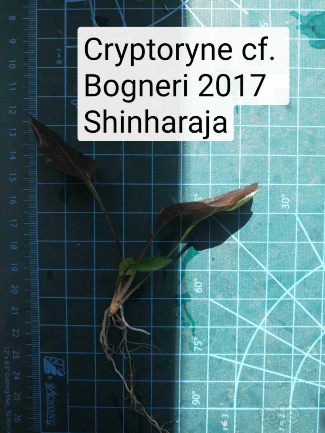 Cryptoryne cf. Bogneri 2017 Shinharaja-图1