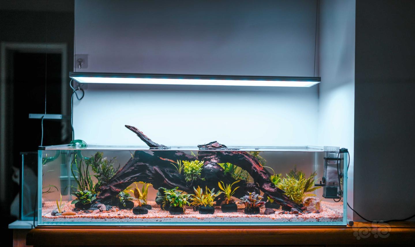 水草造景和种植 弄完了一米缸,下一个就是一米八的了.