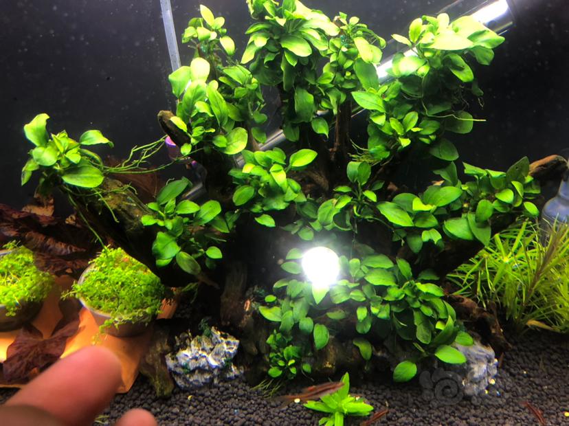 出水溶品种自辩