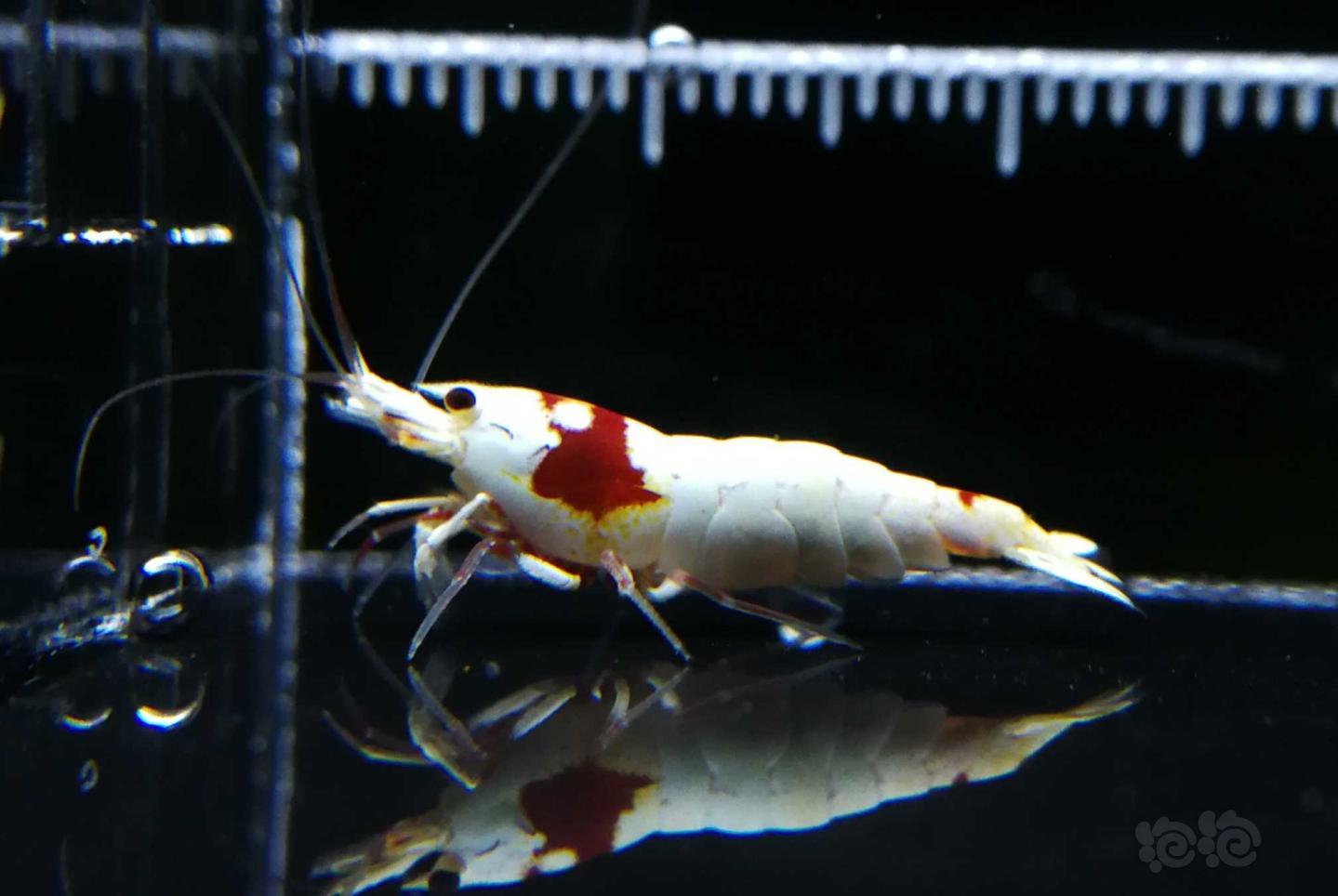 【虾】2019-09-26#RMB拍卖红白水晶虾2只-图2