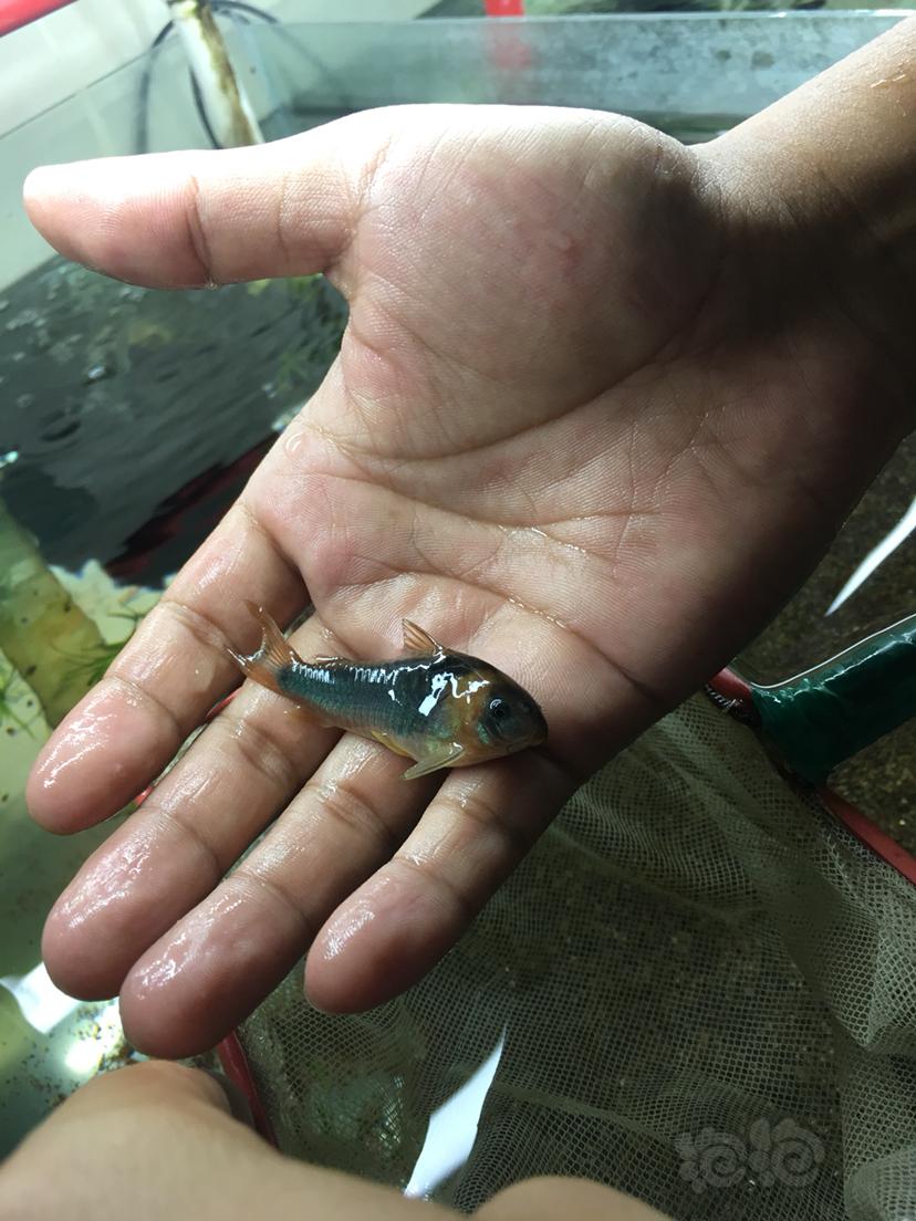 热带鱼缸有限出尼青鼠鱼