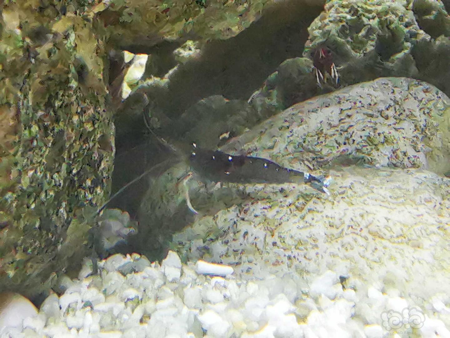 我的👉黑壳虾-图5