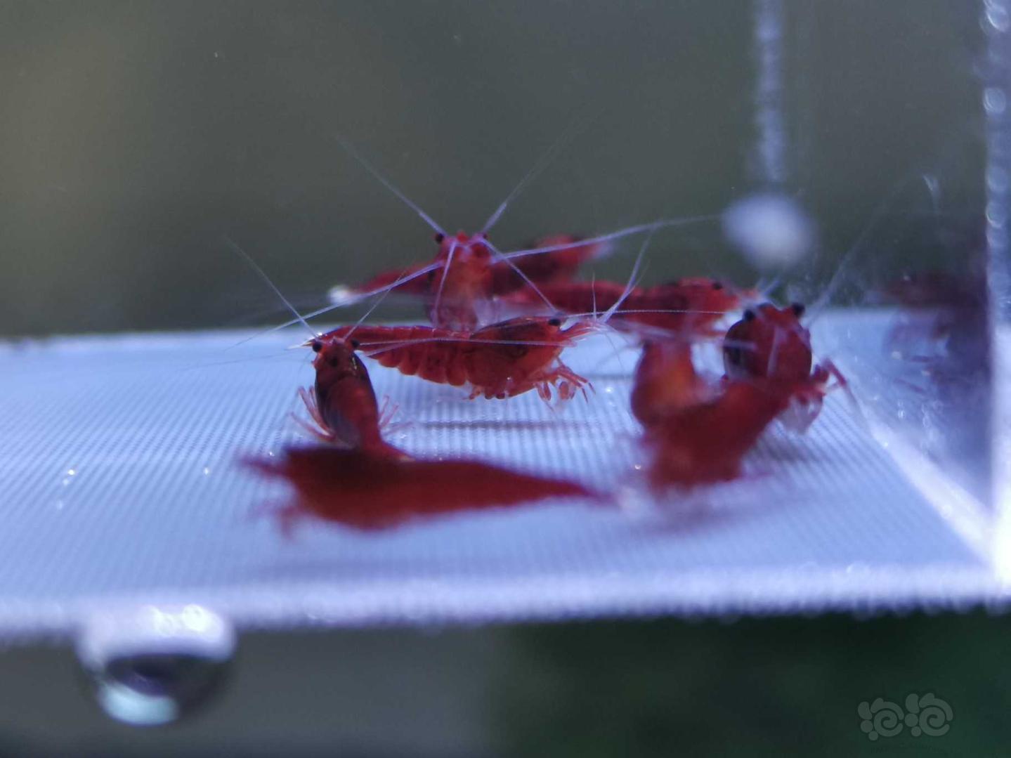 【虾】2019-9-29#RMB拍卖全红红钻水晶虾一份10只-图5