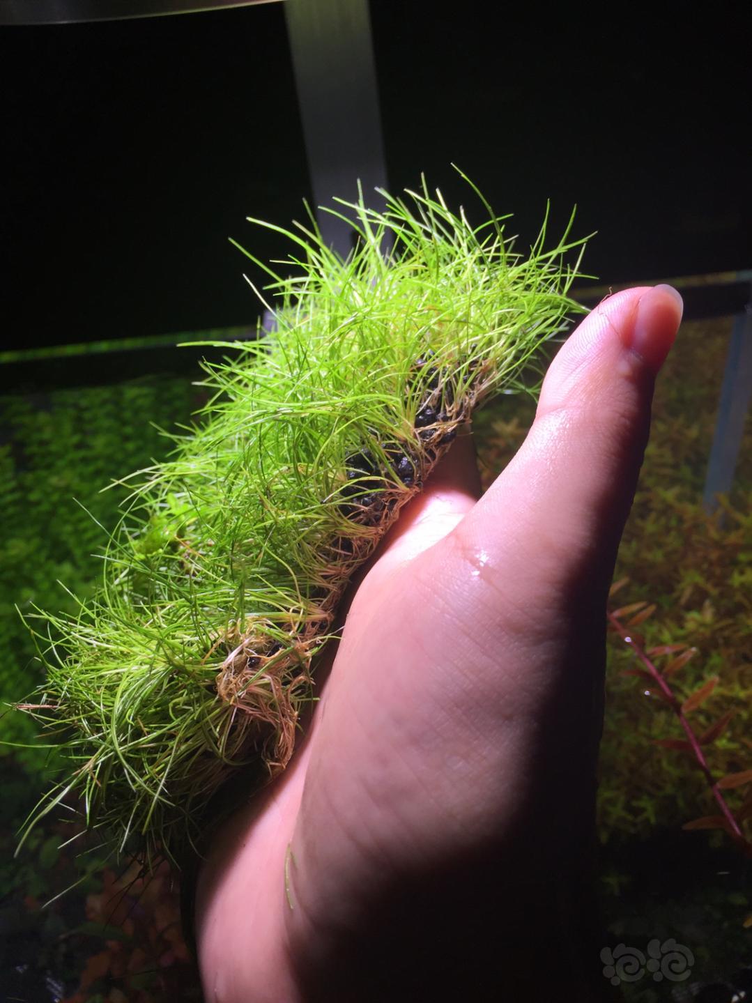 乌苏里40颗以上,日本小箦藻50颗左右,宽太10颗以上,迷你牛毛10cmx10cm