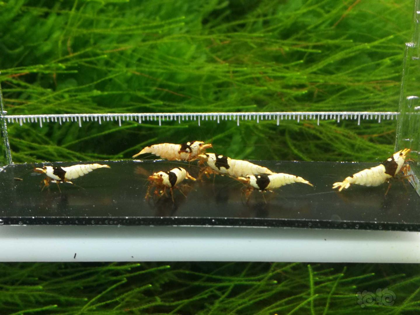 20190908rmb拍卖黑白水晶虾繁殖组2公4母