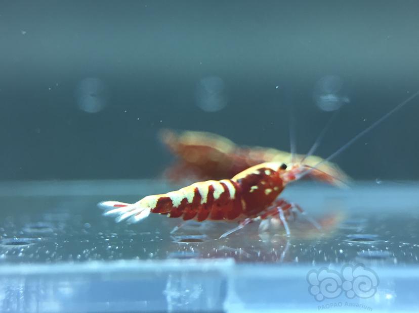 【虾】2019-09-12#RMB拍卖红银河鱼骨4只-图3