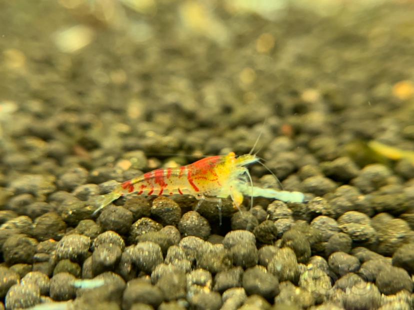 金眼红虎纹水晶虾-图2