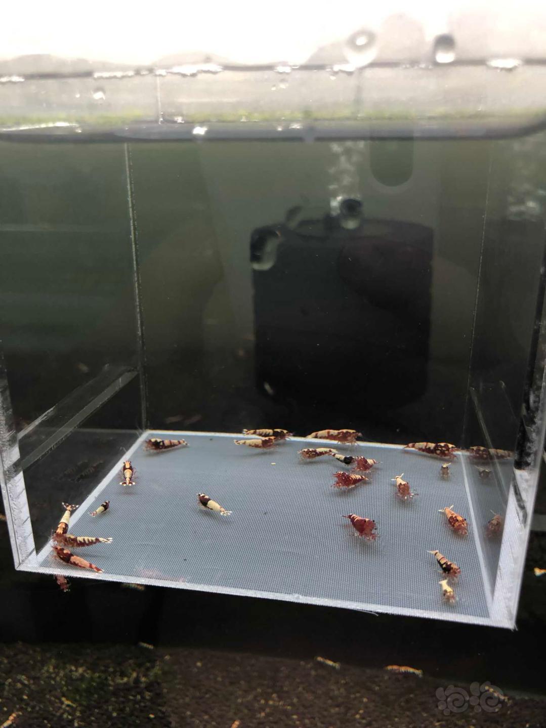 【虾】2019-09-06#RMB拍卖红银河水晶虾一份20只-图2