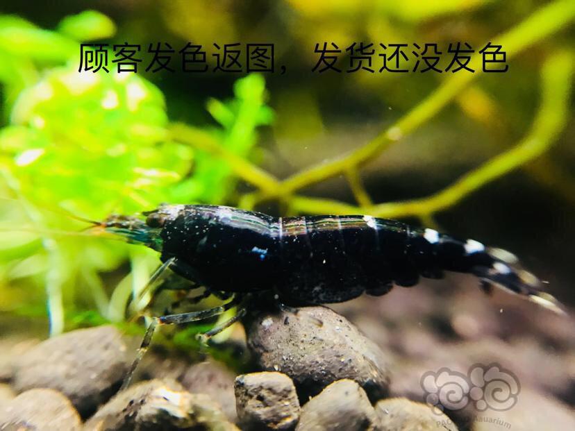国庆活动～购除藻斑点虾送红白水晶虾-图3