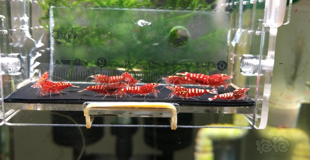 【虾】2019-9-02#RMB拍卖水晶虾一份（2）-图2