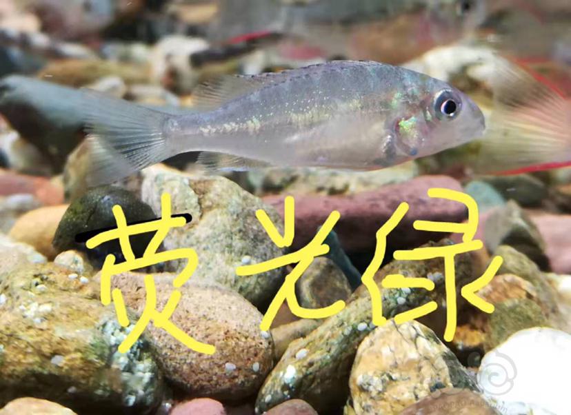 【美洲慈鲷】食土鲷系列1-图6