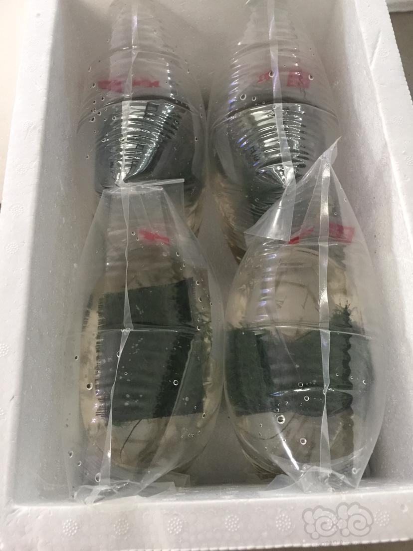 常年包邮定水黑客虾