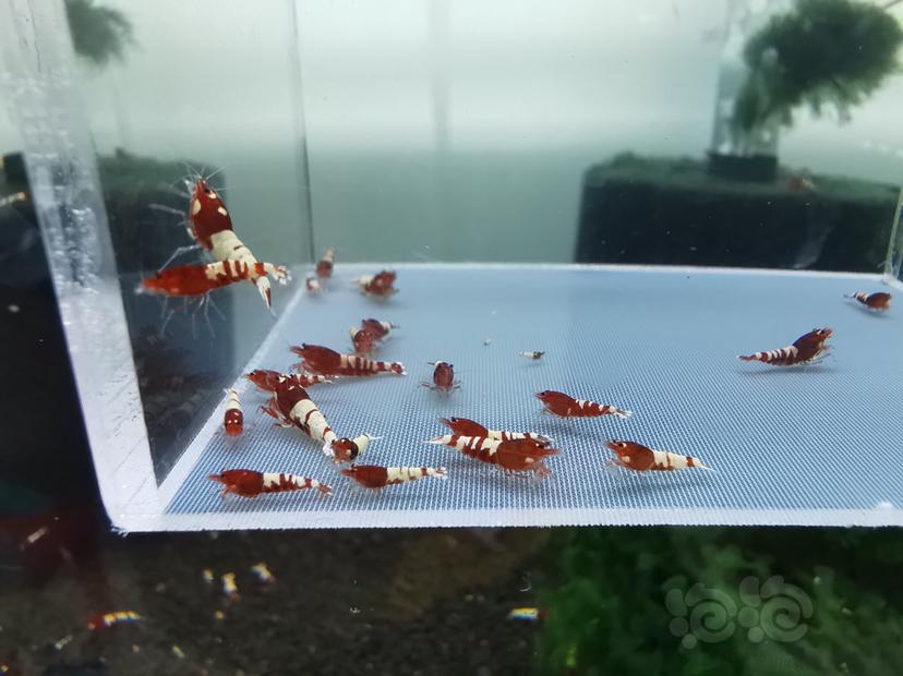 【虾】2019-09-15#RMB拍卖红姘头水晶虾一份35只-图3